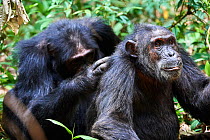 Chimpanzee (Pan troglodytes schweinfurthii) males grooming, Kibale National Park, Uganda.