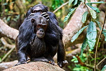 Chimpanzee (Pan troglodytes schweinfurthii) males grooming, Kibale National Park, Uganda.