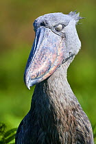 Shoebill stork (Balaeniceps rex) portrait with a closed eyelid. Swamps of Mabamba, Lake Victoria, Uganda.