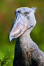 Shoebill stork (Balaeniceps rex) portrait. Swamps of Mabamba, Lake Victoria, Uganda.