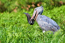 Shoebill stork (Balaeniceps rex) feeding on a Spotted African lungfish (Protopterus dolloi) in the swamps of Mabamba, Lake Victoria, Uganda.