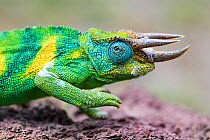 Jackson's three-horned chameleon (Trioceros jacksonii) Bwindi Impenetrable Forest, Uganda.