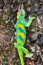 Jackson's three-horned chameleon (Trioceros jacksonii) climbing on tree. Bwindi Impenetrable Forest, Uganda.;Jackson's three-horned chameleon (Trioceros jacksonii) climbing on tree. Bwindi Impenetrabl...