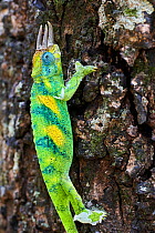 Jackson's three-horned chameleon (Trioceros jacksonii) climbing on tree. Bwindi Impenetrable Forest, Uganda.