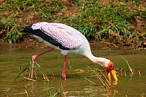 Yellow-billed stork (Mycteria ibis) sweeping the water for fish. Queen Elizabeth National Park, Uganda.
