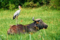 Yellow-billed stork (Mycteria ibis) standing on Cape buffalo (Syncerus caffer). Queen Elizabeth National Park, Uganda.