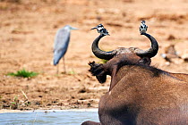 Two Pied Kingfisher (Ceryle rudis) perched on Cape buffalo's horns. (Syncerus caffer) with heron in the background. Queen Elizabeth National Park, Uganda.