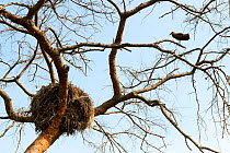 Hamerkop (Scopus umbretta) perched on branch near its nest. Queen Elizabeth National Park, Uganda.