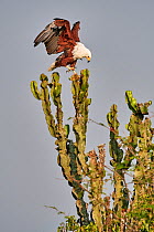 African fish eagle (Haliaeetus vocifer) perched on euphorbia, Queen Elizabeth National Park, Uganda.