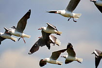 Grey headed gull (Chroicocephalus cirrocephalus) flock flying, Queen Elizabeth National Park, Uganda.
