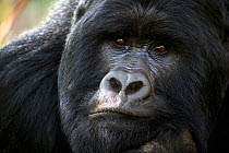 Mountain gorilla (Gorilla beringei beringei) silverback male, portrait, member of the Nyakagezi group, Mgahinga National Park, Uganda., Critically endangered.