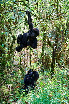 Mountain gorilla (Gorilla beringei beringei) two babies, age 15 months, playing, member of the Nyakagezi group, Mgahinga National Park, Uganda., Critically endangered.