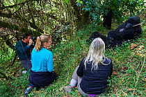 Tourists watching and photographing Mountain gorilla (Gorilla beringei) Nyakagezi group, Mgahinga National Park, Uganda., Critically endangered.