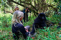Tourists watching and photographing Mountain gorilla (Gorilla beringei) Nyakagezi group, Mgahinga National Park, Uganda., Critically endangered.;member of the Nyakagezi group, Mgahinga National Park,...