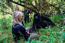 Tourists watching and photographing Mountain gorilla (Gorilla beringei) Nyakagezi group, Mgahinga National Park, Uganda., Critically endangered.