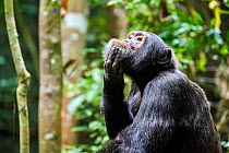Chimpanzee (Pan troglodytes schweinfurthii) male, scratching, Kibale National Park, Uganda.