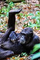 Chimpanzee (Pan troglodytes schweinfurthii) male, resting with a raised leg, National Park, Uganda.