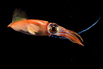 Firefly squid (Watasenia scintillans) releasing eggs into the water during spawning season, Toyama Bay, Namerikawa, Japan. See image 1601191 for comparison showing bioluminescence.