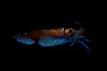 Firefly squid (Watasenia scintillans) emitting light from photophores, Toyama Bay, Japan. This form of bioluminescence is used as counter illumination camouflage. See image 1601190 for comparison with...