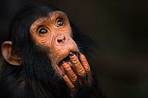 Eastern chimpanzee  (Pan troglodytes schweinfurtheii) infant male 'Fifty' aged 3 years portrait.Gombe National Park, Tanzania.