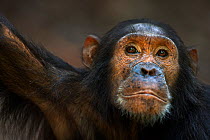 Eastern chimpanzee  (Pan troglodytes schweinfurtheii) adolescent male 'Tarzan' aged 14 years portrait.Gombe National Park, Tanzania. September 2013.