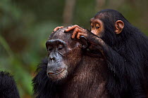 Eastern chimpanzee  (Pan troglodytes schweinfurtheii) female 'Sifa' aged 35 years being groomed by juvenile female 'Fadhila' aged 5 years.Gombe National Park, Tanzania. September 2013.