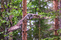 Great grey owl (Strix nebulosa) flying in woodland,  Northern Finland. May.