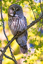 Great grey owl (Strix nebulosa) perched on branch, Finland. May.