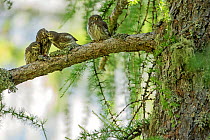 Eurasian pygmy owl (Glaucidium passerinum) adult feeding fledglings,  Ecrins National Park,  Alps, France, June.