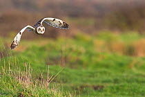 Short-eared owl (Asio flammeus) flying, Vendee, France, February.