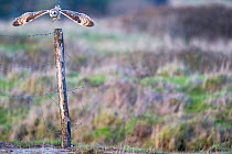 Short-eared owl (Asio flammeus) taking off from fence post, Vendee,  France, February.