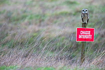 Short-eared owl (Asio flammeus) perched on sign which reads 'Chasse Interdite'  (hunting forbidden) Vendee, France, February.