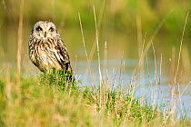 Short-eared owl (Asio flammeus) on ground,  Vendee, France, Febraury.