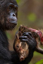Eastern chimpanzee  (Pan troglodytes schweinfurtheii) alpha male 'Ferdinand' aged 20 years feeding on the carcass of a bush pig.Gombe National Park, Tanzania.