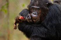 Eastern chimpanzee  (Pan troglodytes schweinfurtheii) alpha male 'Ferdinand' aged 20 years feeding on the carcass of a bush pig.Gombe National Park, Tanzania.
