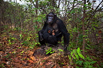 Eastern chimpanzee  (Pan troglodytes schweinfurtheii) female 'Glitter' aged 15 years with her sleeping daughter 'Gossamer' aged 16 months sitting on a rock.Gombe National Park, Tanzania.