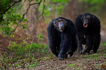 Eastern chimpanzee  (Pan troglodytes schweinfurtheii) males 'Faustino' aged 24 years and 'Titan' aged 19 years walking.Gombe National Park, Tanzania.