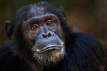 Eastern chimpanzee  (Pan troglodytes schweinfurtheii) male 'Titan' aged 19 years portrait.Gombe National Park, Tanzania. September 2013.