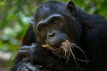 Eastern chimpanzee  (Pan troglodytes schweinfurtheii) female 'Fanni' aged 32 years feeding on dried palm flowers.Gombe National Park, Tanzania. September 2013.