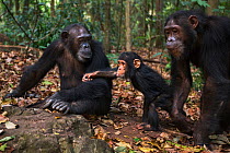 Eastern chimpanzee  (Pan troglodytes schweinfurtheii) female 'Gaia' aged 20 years with her sister 'Golden' aged 15 years and niece 'Glamour' aged 2 years.Gombe National Park, Tanzania. September 2013.