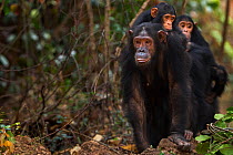 Eastern chimpanzee  (Pan troglodytes schweinfurtheii) female 'Golden' aged 15 years with her sister 'Gaia' aged 20 years walking carrying their infants on their backs.Gombe National Park, Tanzania.