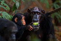 Eastern chimpanzee  (Pan troglodytes schweinfurtheii) female 'Sandi' aged 40 years feeding on mango watched by infant male 'Duke' aged 2 years.Gombe National Park, Tanzania.