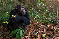 Eastern chimpanzee  (Pan troglodytes schweinfurtheii) male 'Faustino' aged 24 years feeding on mango.Gombe National Park, Tanzania.