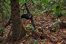 Eastern chimpanzee  (Pan troglodytes schweinfurtheii) female 'Samwise' aged 12 years dipping for ants.Gombe National Park, Tanzania.