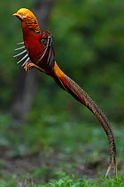 Golden pheasant (Chrysolophus pictus) male jumping, Yangxian Biosphere Reserve, Shaanxi, China