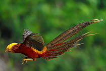 Golden pheasant (Chrysolophus pictus) male jumping,  Yangxian Biosphere Reserve, Shaanxi, China