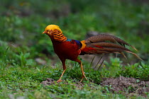 Golden pheasant (Chrysolophus pictus) male walking on ground, Yangxian Biosphere Reserve, Shaanxi, China