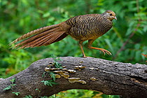 Golden pheasant (Chrysolophus pictus) female  walking over a branch, Yangxian Biosphere Reserve, Shaanxi, China