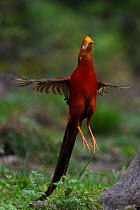 Golden pheasant (Chrysolophus pictus) male jumping, Yangxian Biosphere Reserve, Shaanxi, China
