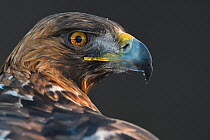 Golden eagle (Aquila chrysaetos) male head portrait, Kalvtrask, Vasterbotten, Sweden. December.